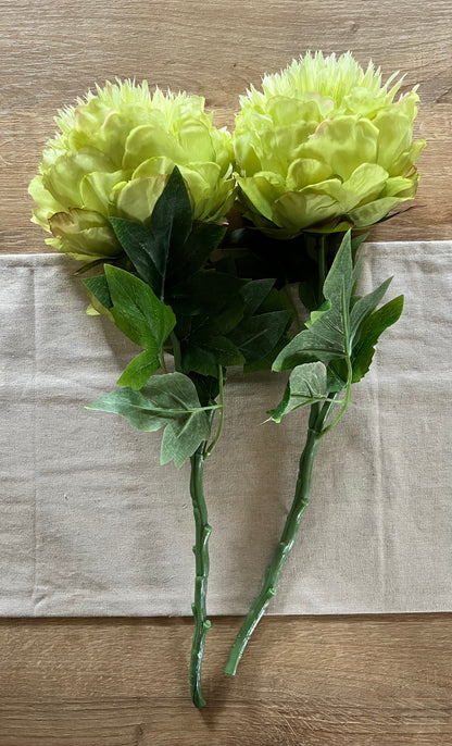 Single Green Peony