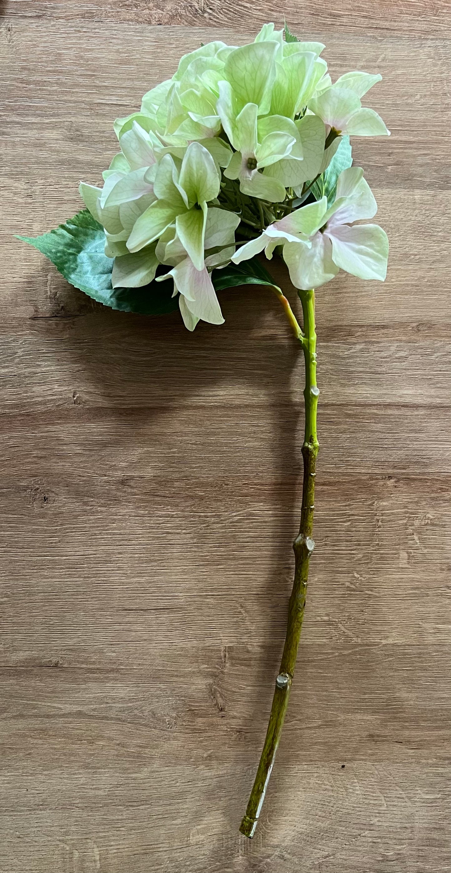 Shabby Green Single Hydrangea